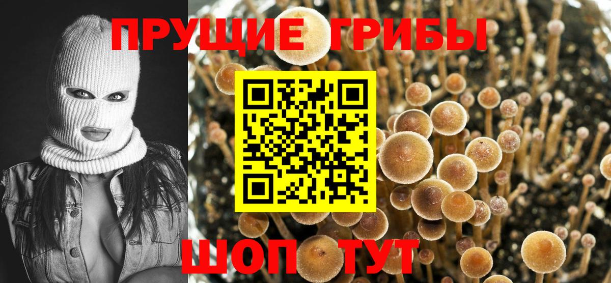 где найти   Галлюциногенные грибы прущие грибы  Вход с VPN  Междуреченск  Псилоцибиновые грибы GOLDEN TEACHER 